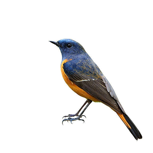 istock Male of Blue-fronted redstart (Phoenicurus frontalis) the beauti 518283672