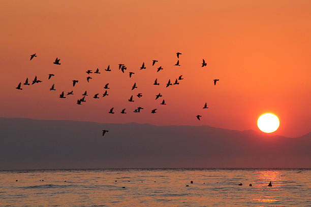 istock Birds in the sunrise 518283890