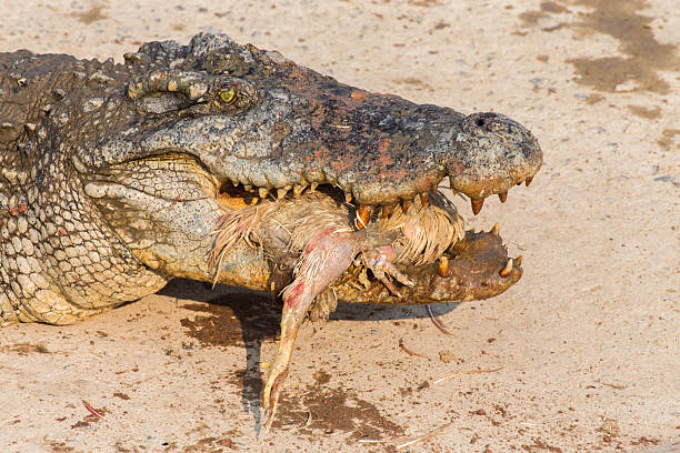 istock wildlife crocodile catches and eating a chicken 518285390