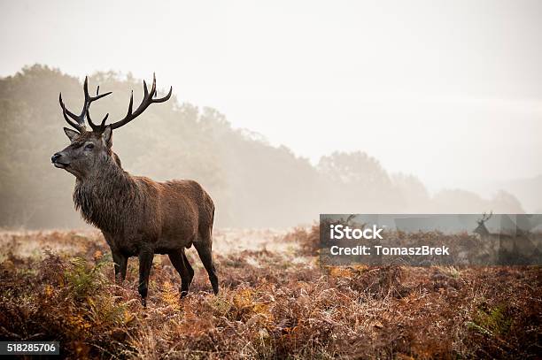 Rot Hirsch Im Richmond Park Stockfoto und mehr Bilder von Hirsch - Hirsch, Bock - Männliches Tier, Fotografie