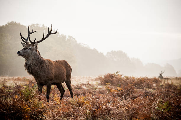istock Red deer at Richmond Park 518285706