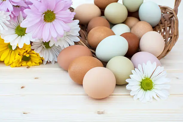 Chrysanthemum flower and colorful fresh organic chicken eggs in basket on wooden background, Colorful natural chicken eggs, Selected focus organic chicken eggs overflow out of the basket, Easter eggs,