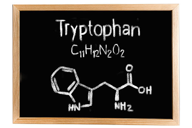 istock Blackboard with the chemical formula of Tryptophan 518286546