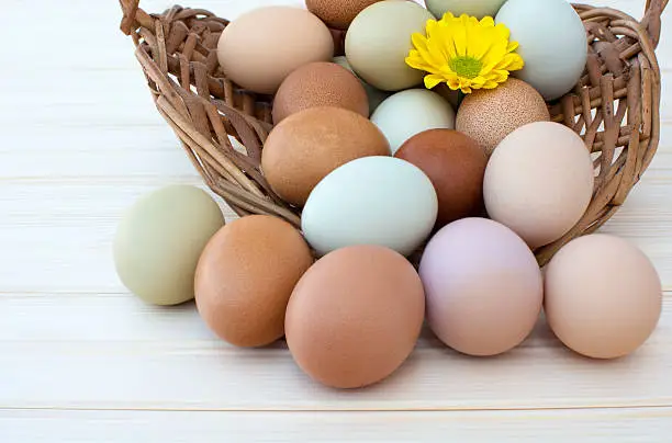 Colorful organic easter chicken eggs overflow out of basket with chrysanthemum flower on wooden background, Colorful chrysanthemum flower on natural chicken eggs, Selected focus organic easter chicken eggs in old dusty basket