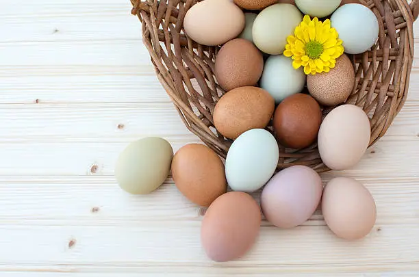 Colorful fresh organic chicken eggs overflow out of old dusty basket with chrysanthemum flower on wooden background, Colorful chrysanthemum flower on natural chicken eggs, Top view of natural chicken eggs overflow out of the basket
