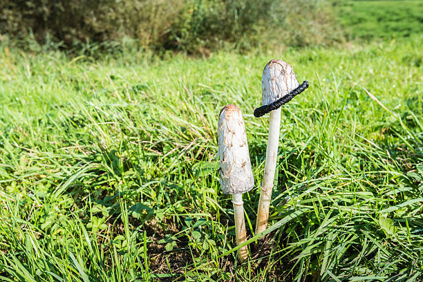 Closeup of a young and a mature Shaggy Ink Cap mushroom growing next to each other in the grass.