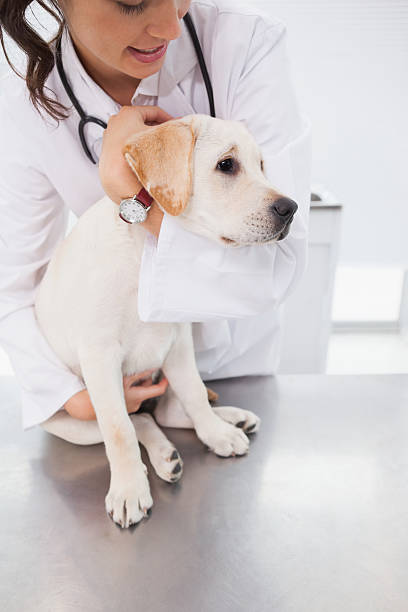 istock Cheerful veterinarian examining a cute dog 518291321