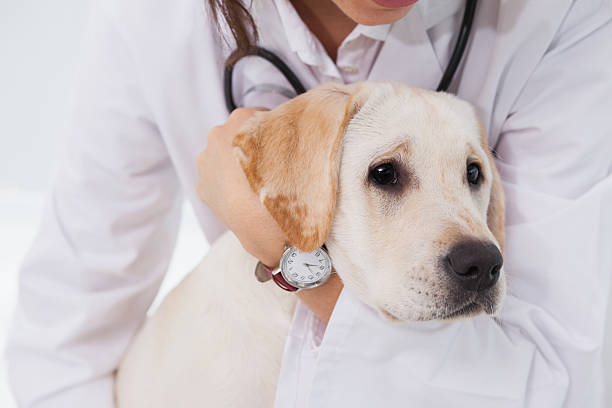 istock Veterinarian examining a cute dog 518291329