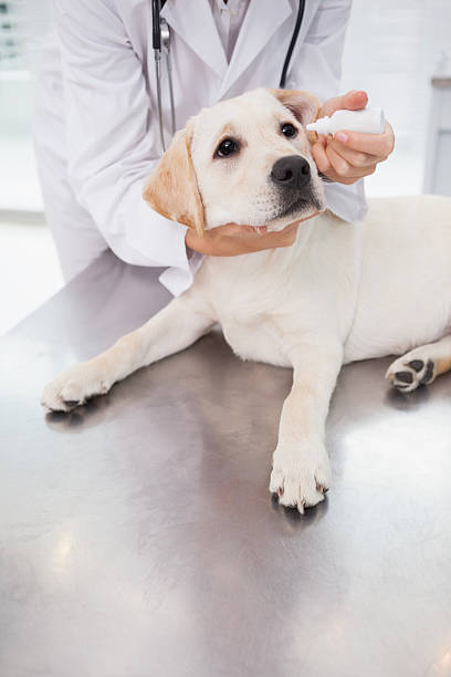 istock Veterinarian examining a cute dog 518291331