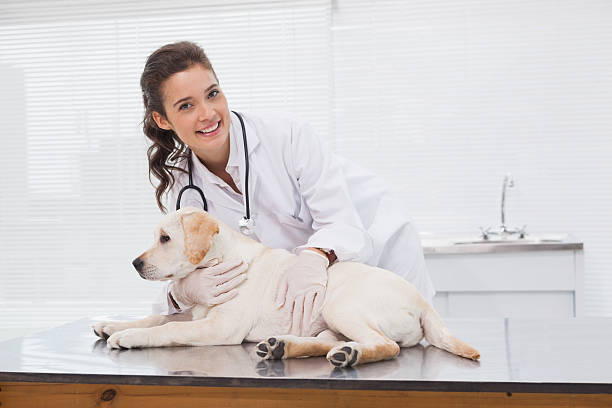 istock Happy veterinarian examining a cute dog 518291337