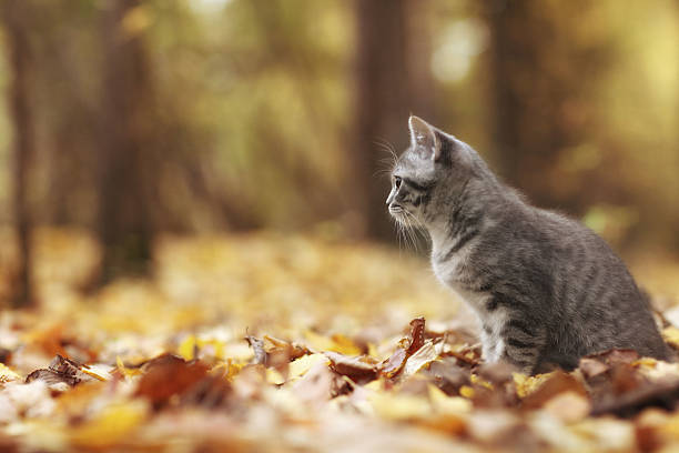 istock kitten in yellow leaves 518291951