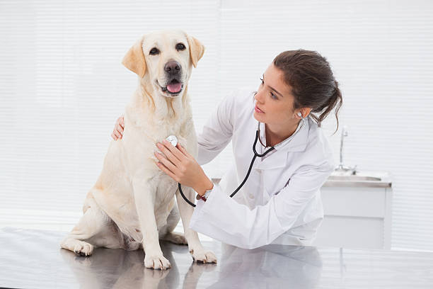 istock Veterinarian examining cute dog with a stethoscope 518292041