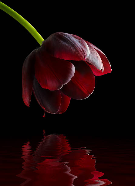 Tulipas roxas preto e reflexo de sangue. - foto de acervo