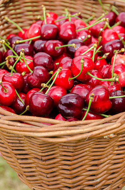 istock basket of cherries 518292151