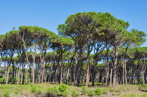 Tuscany forest landscape with parasol pines, Italy