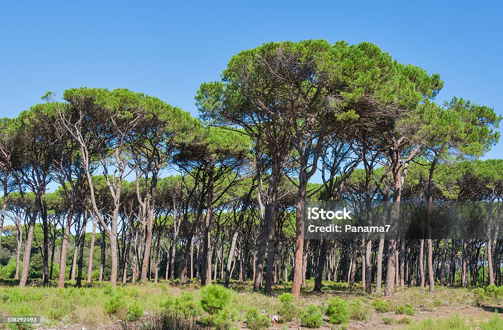 Tuscany forest landscape Tuscany forest landscape with parasol pines, Italy Maritime Pine Stock Photo