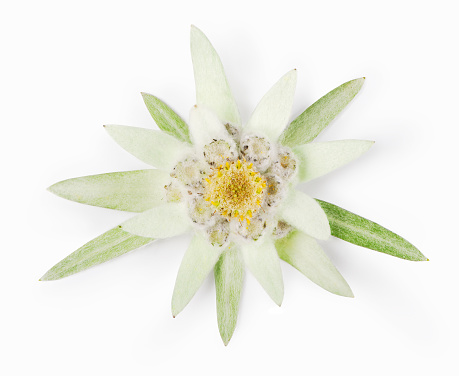 Edelweiss flower (Leontopodium alpinum) isolated over white background