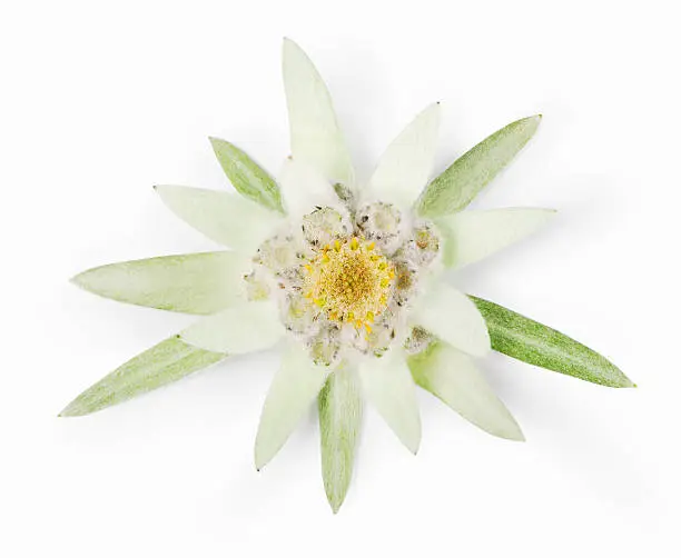 Photo of Edelweiss