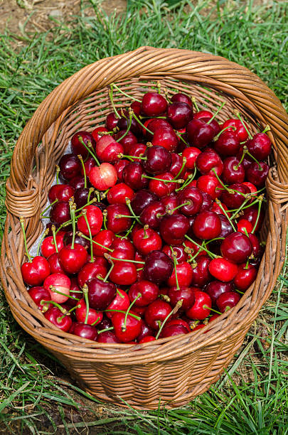 istock basket of cherries 518293145