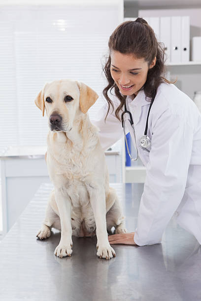 istock Smiling vet examining a dog 518293443