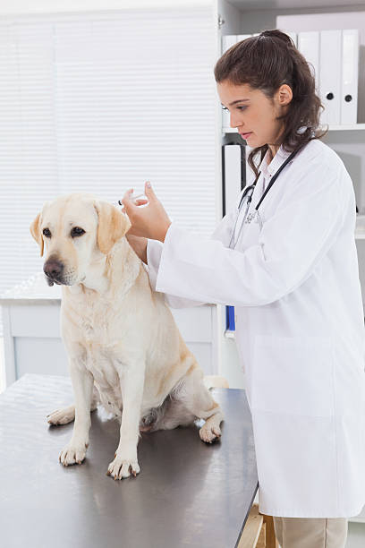 istock Veterinarian doing injection at a cute dog 518294063