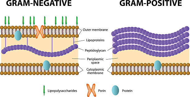 ilustraciones, imágenes clip art, dibujos animados e iconos de stock de gram-positiva y bacterias gramnegativas - bacteria gram positiva