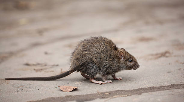 gray rat gray rat marsupial stock pictures, royalty-free photos & images