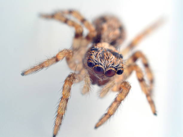 House Jumping Spider stock photo