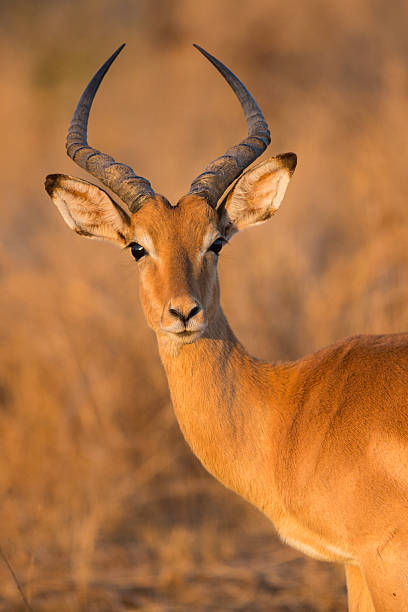 istock Impala in Kruger National Park 518297019