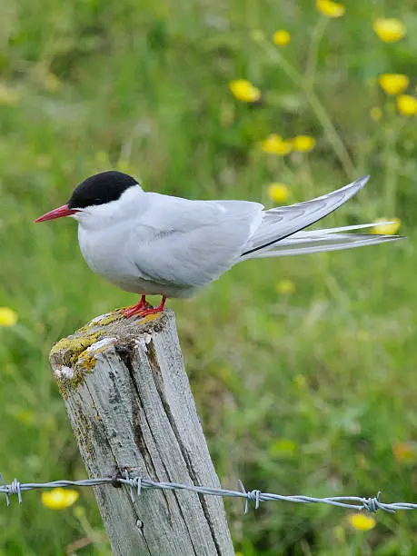 Adult breeding Arctic Tern (Sterna paradisaea) perched on a wooden fence-post, facing left, in Iceland, August. Semi-focussed meadow grass and flowers behind. Portrait format