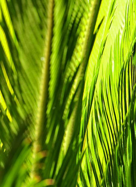 istock Cycad green leaf wallpaper 518297369