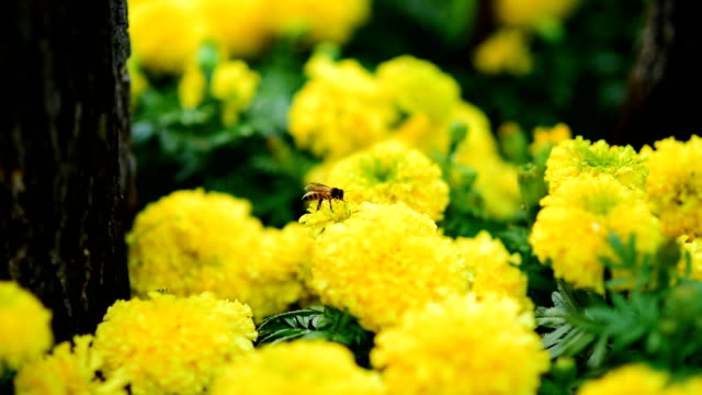 Bee Flower