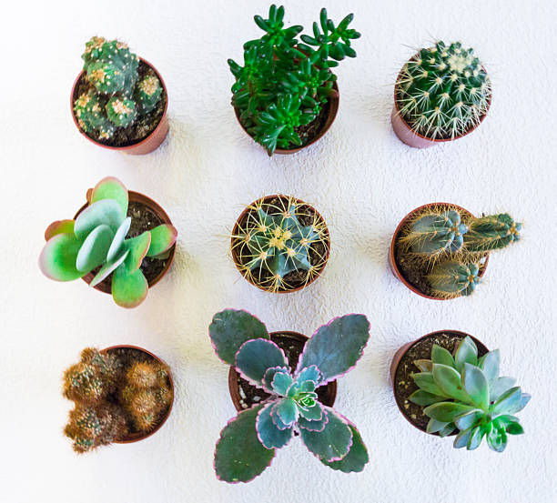Tiny Potted Cactus is small clay pots - Knolling