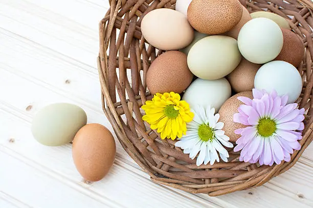 Colorful organic easter chicken eggs in old basket with chrysanthemum flower on wooden background, Allnatural organic easter chicken eggs in old basket