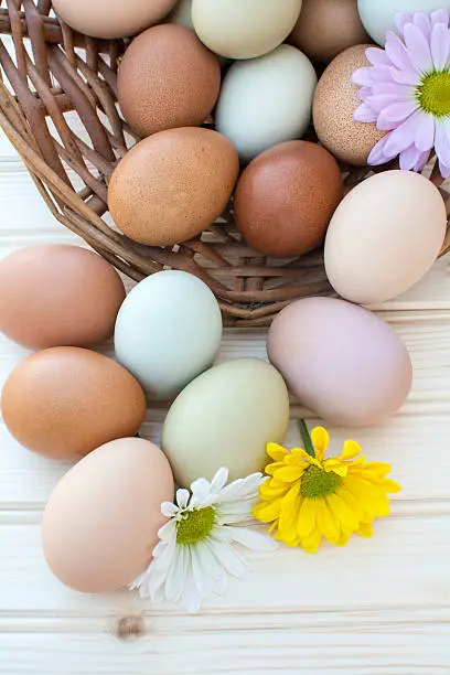 Colorful fresh organic chicken eggs overflow out of old dusty basket with chrysanthemum flower on wooden background, Colorful chrysanthemum flower on natural chicken eggs, Selected focus organic chicken eggs overflow out of the basket