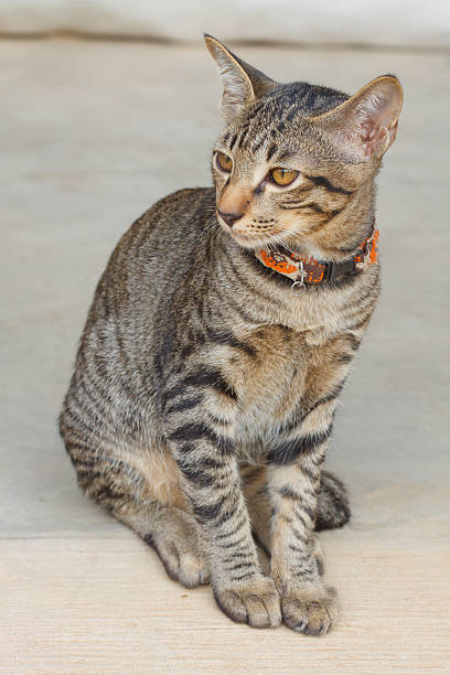 istock Portrait of a baby cat 518305214