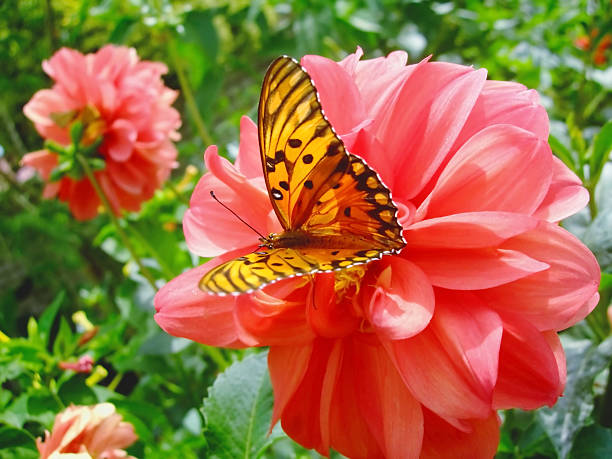 istock Butterfly on dahlia in the garden on spring 518305958