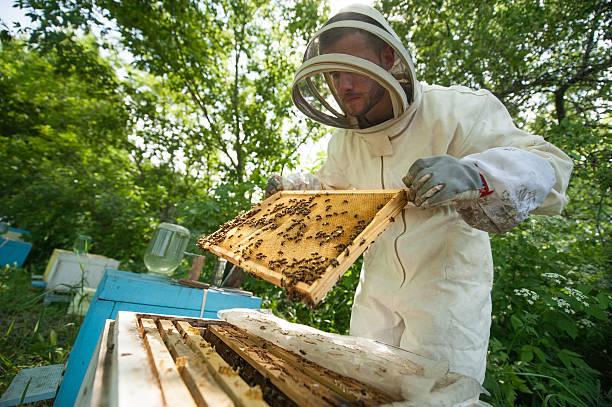 istock beekeeper holding a honeycomb full of bees 518306050