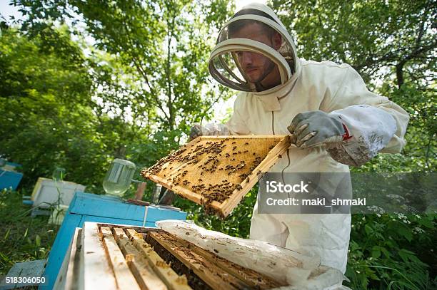 Beekeeper Holding A Honeycomb Full Of Bees Stock Photo - Download Image Now - Beekeeper, Apiculture, Beehive