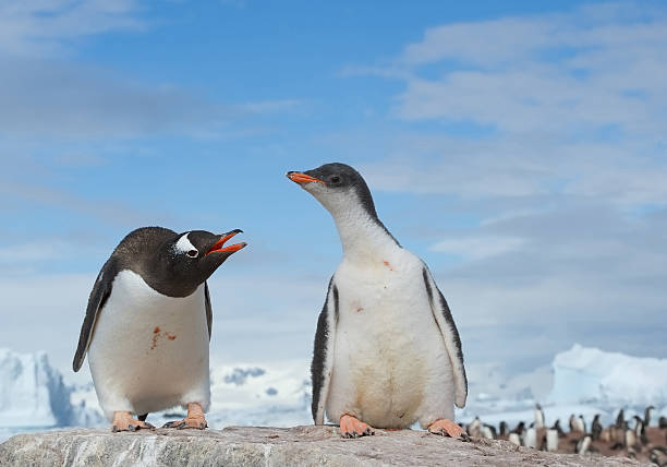 istock Gentoo penguin with his chick standing on the rock 518306054