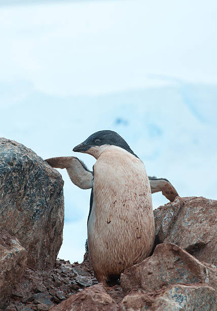 istock Young Adelie penguin standing on rock 518306568