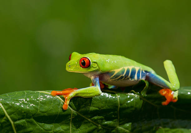 istock Red eye tree frog on the leaves 518307114