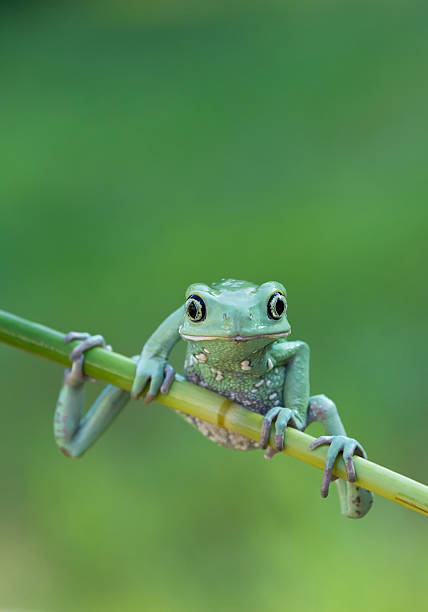istock Waxy monkey frog hanging on the branch 518307132