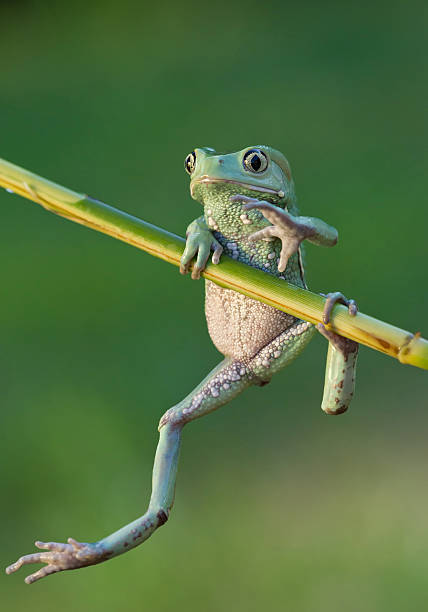 istock Waxy monkey frog hanging from the branch 518307160