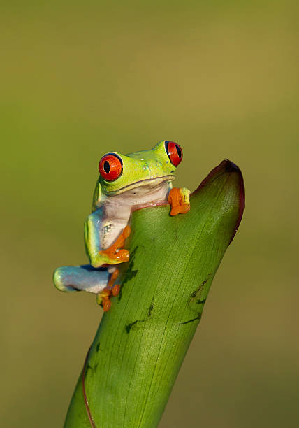 istock Red eye tree frog on the leaves 518307214