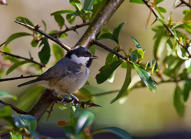 Coal Tit perched on a branch.