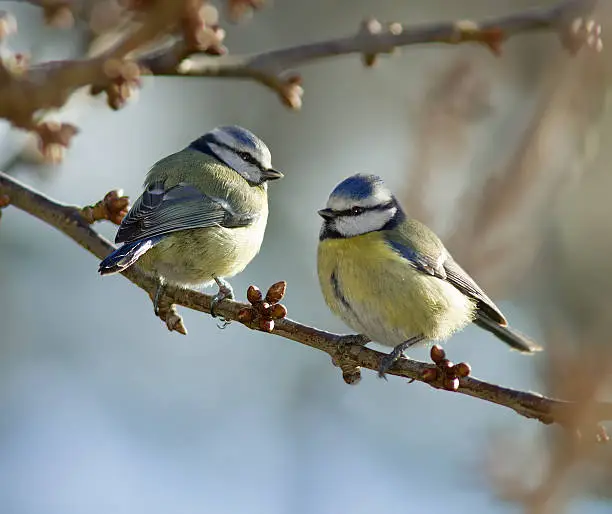 Blue Tits on a branch