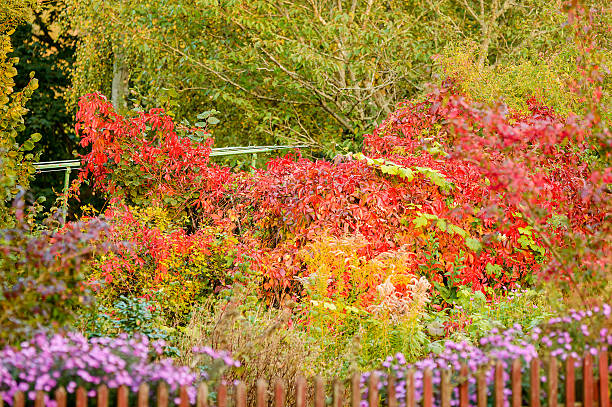 Lovely autumn colors in garden. Late flowers and red leaves against green background of trees.