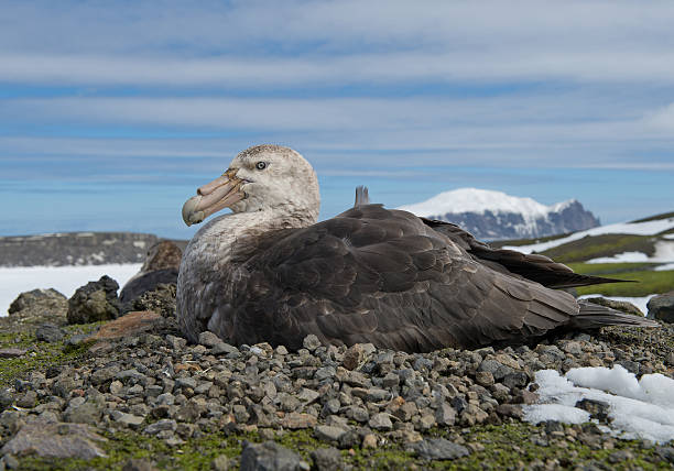 pétrel géant assis sur le nid - fulmar photos et images de collection