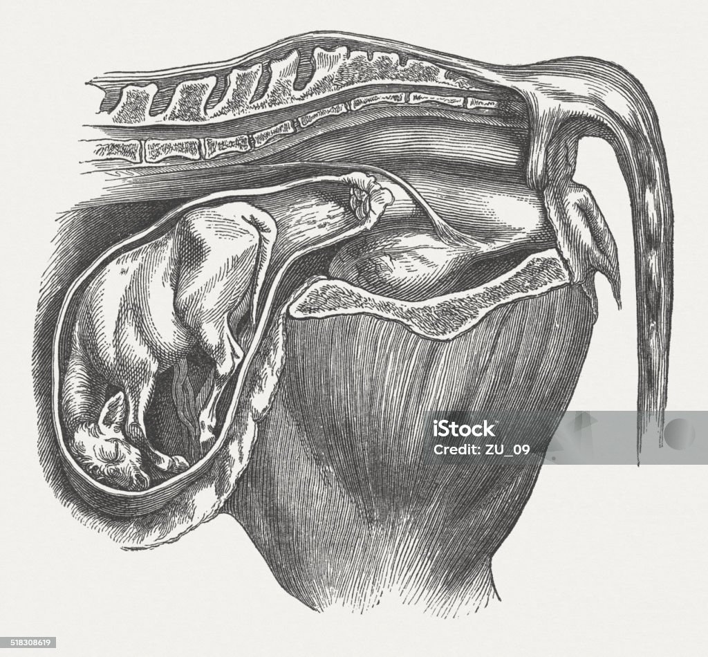 Cow Fetus Abnormal Position Breech Presentation Completely Inflected Hind  Legs Stock Illustration - Download Image Now - iStock